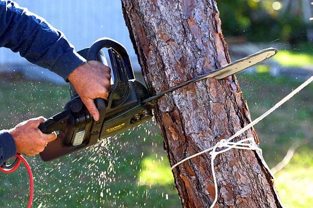 Leaf Removal in Valdese, NC