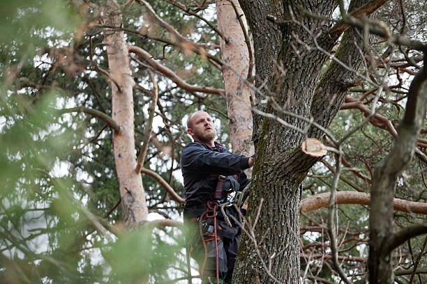 Valdese, NC Tree Removal Services Company